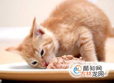 猫咪长不胖怎么办?