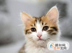 猫咪长不胖怎么办?