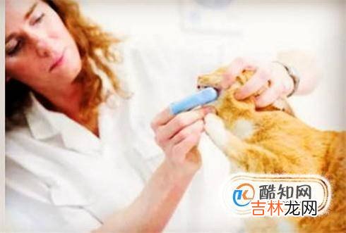 怎样为猫咪刷牙?