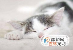 如何知道你的猫是否生病了?