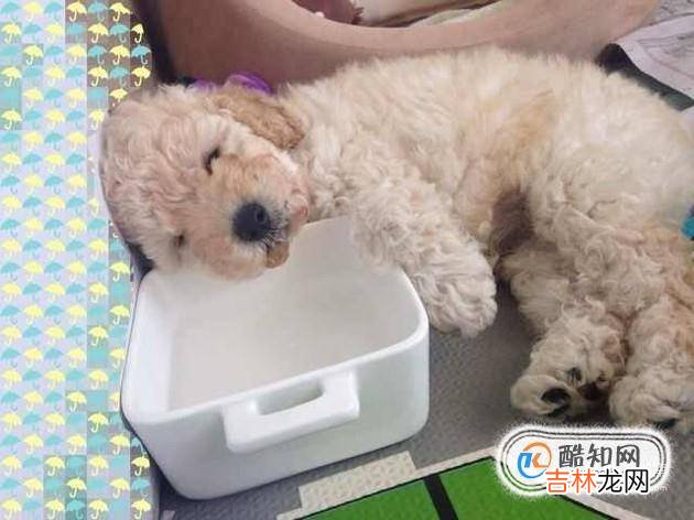 泰迪吃完驱虫药有哪些反应?
