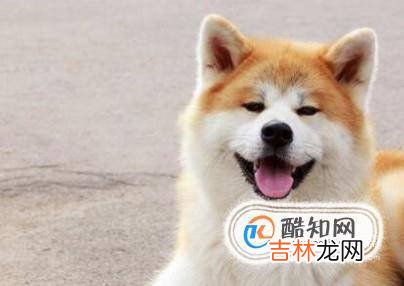 世界上什么狗最贵?