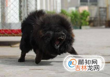 世界上什么狗最贵?