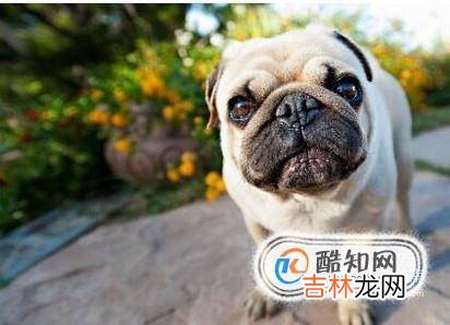 世界上什么狗最贵?