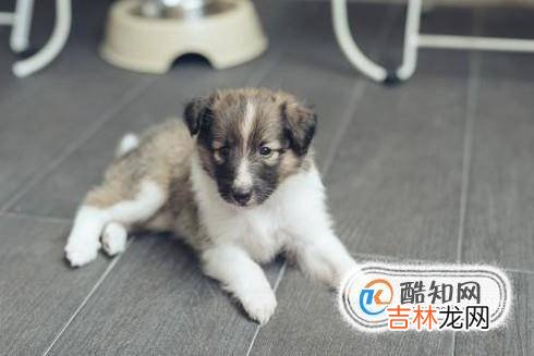 怎么预防狗狗得细小犬瘟?