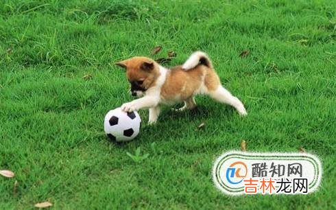 怎么预防狗狗得细小犬瘟?