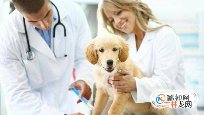 怎么预防狗狗得细小犬瘟?