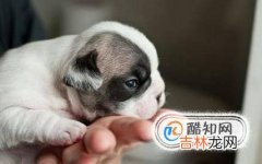 怎么预防狗狗得细小犬瘟?