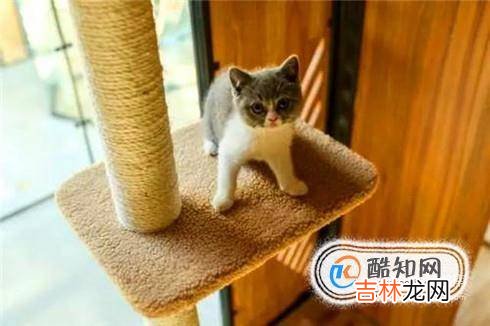 怎么跟猫培养感情?