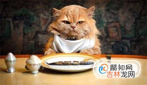 怎么跟猫培养感情?