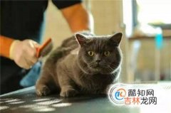 怎么除掉猫身上的跳蚤?