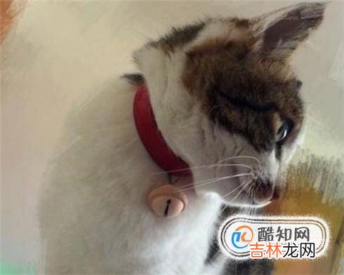 怎么除掉猫身上的跳蚤?