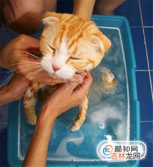 怎么除掉猫身上的跳蚤?