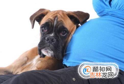 孕妇养狗要注意什么孕妇养狗注意哪些事项?