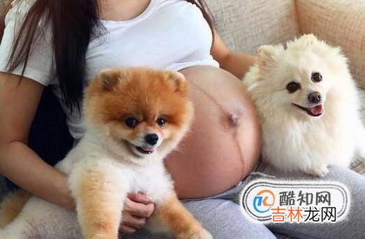 孕妇养狗要注意什么孕妇养狗注意哪些事项?