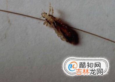 宠物常见体外寄生虫应对方法?