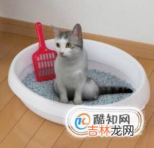 怎么训练小猫上厕所?