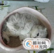 怎么训练小猫上厕所?