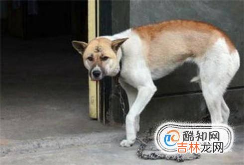 狗狗尾巴的各种动作代表什么?