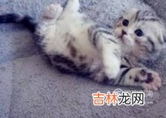 虎斑猫幼猫怎么看品相?