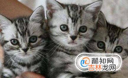 虎斑猫幼猫怎么看品相?