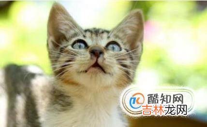 虎斑猫幼猫怎么看品相?