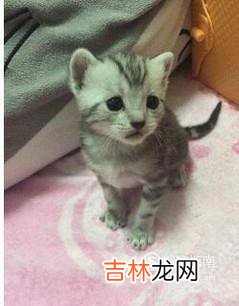 虎斑猫幼猫怎么看品相?