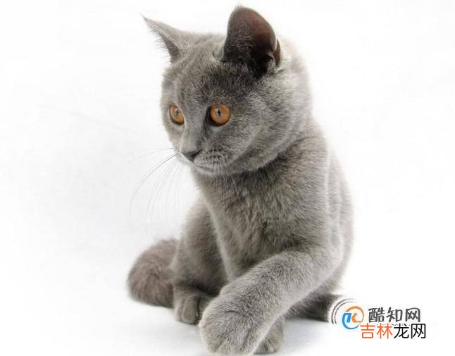 正确饲养小猫的方法?