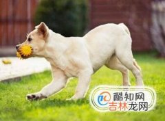 怎样辨认拉布拉多犬品质的好坏?