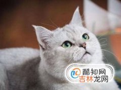 去除猫身上虱子的方法?