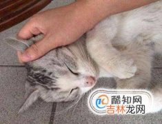 猫咪为什么喜欢被人抚摸?