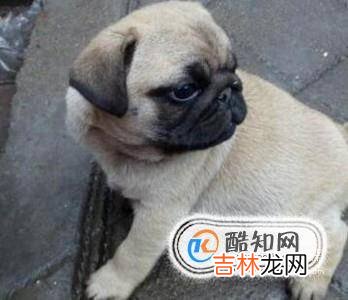 2个多月巴哥幼犬怎么养?