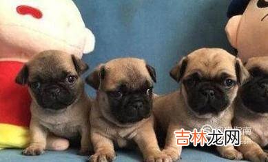 2个多月巴哥幼犬怎么养?