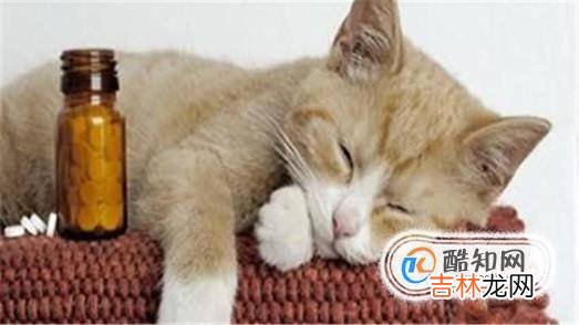 小猫吐了怎么办?
