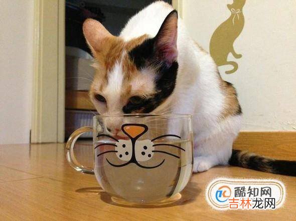 小猫吐了怎么办?