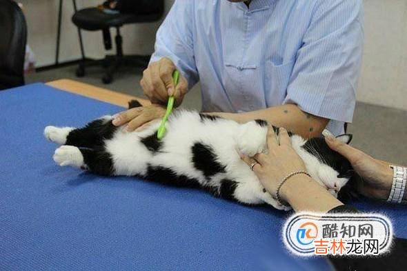 小猫吐了怎么办?