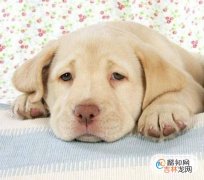 刚买的狗怎么适应新环境幼犬到新家呕吐怎么办?