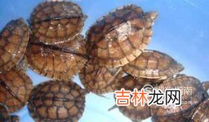 新手如何养石龟苗?