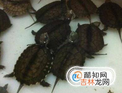 新手如何养石龟苗?