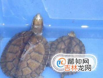 新手如何养石龟苗?