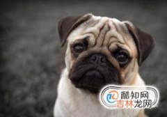 怎样辨别八哥犬?