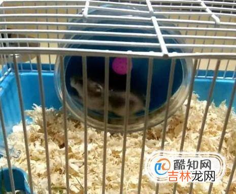 宠物仓鼠怎么养?