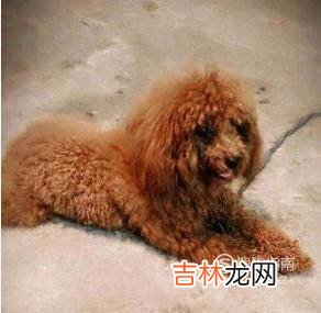 两个月的泰迪怎么养?