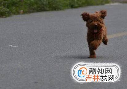 两个月的泰迪怎么养?