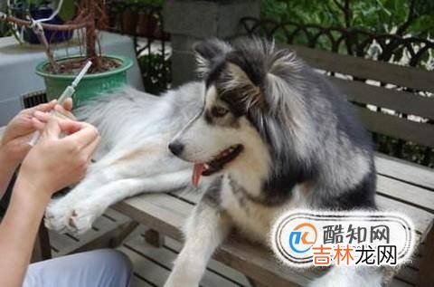 狗狗得了犬瘟狗瘟怎么办?