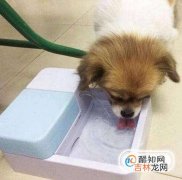 狗狗得了犬瘟狗瘟怎么办?