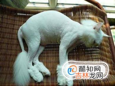 宠物猫狗有跳蚤怎么办怎么去除跳蚤?