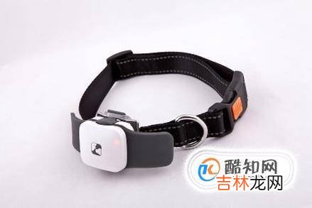 宠物猫狗有跳蚤怎么办怎么去除跳蚤?
