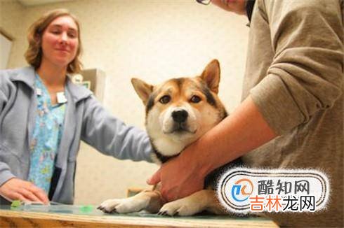 小狗被撞成内伤怎么办?