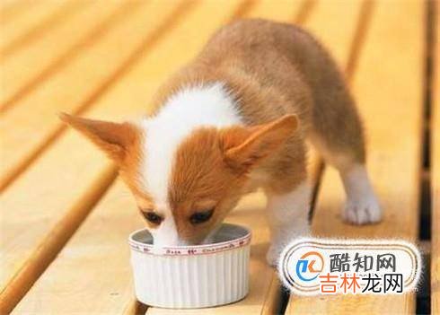 小狗被撞成内伤怎么办?